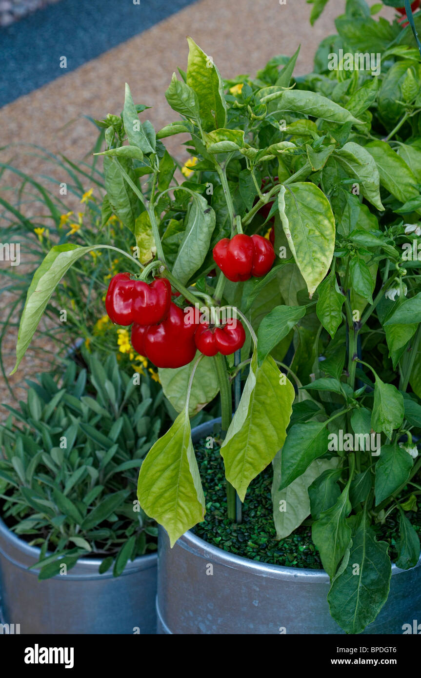 Tomatoes growing in a small container Stock Photo