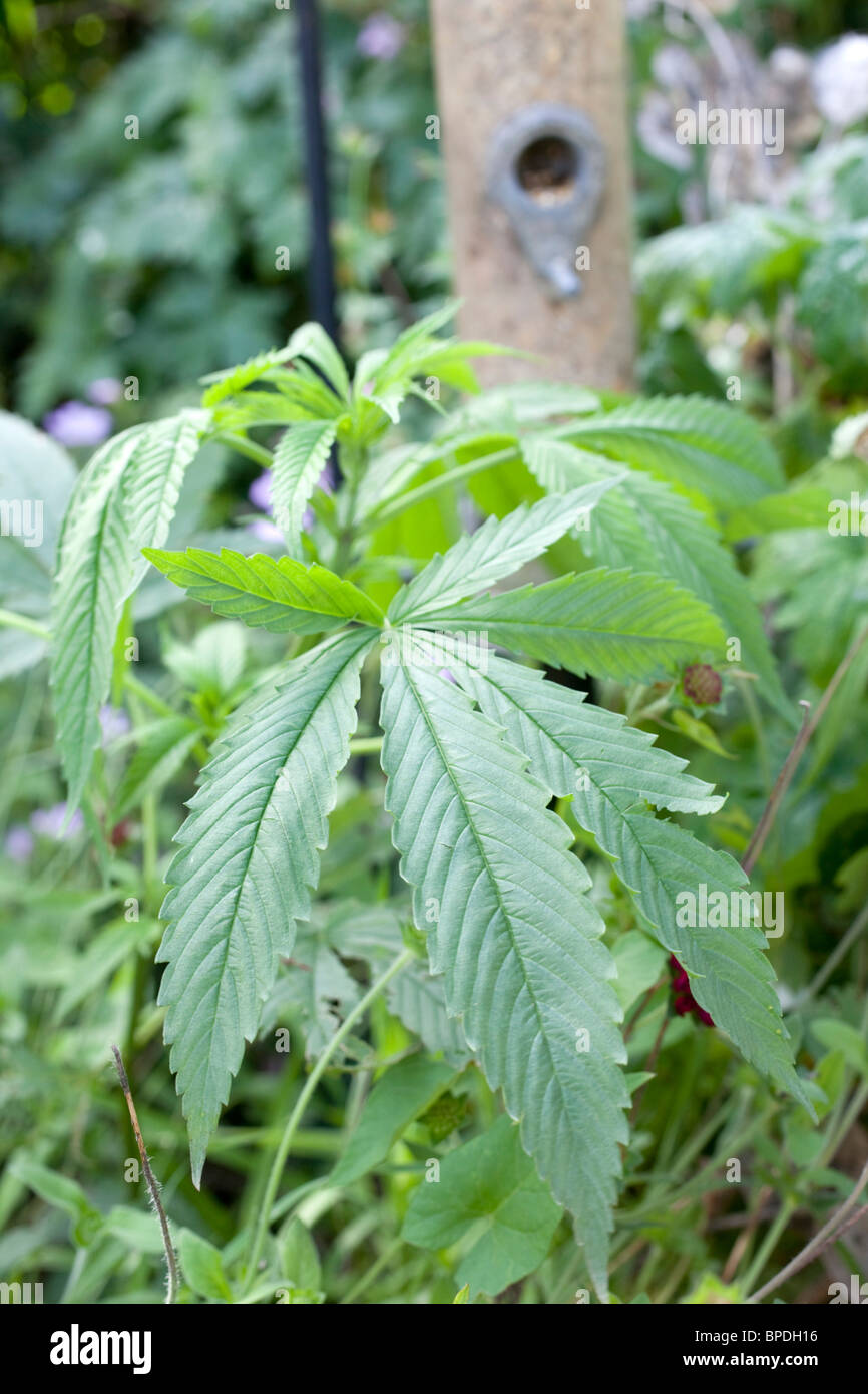 Cannabis plant; grown from bird seed Stock Photo Alamy