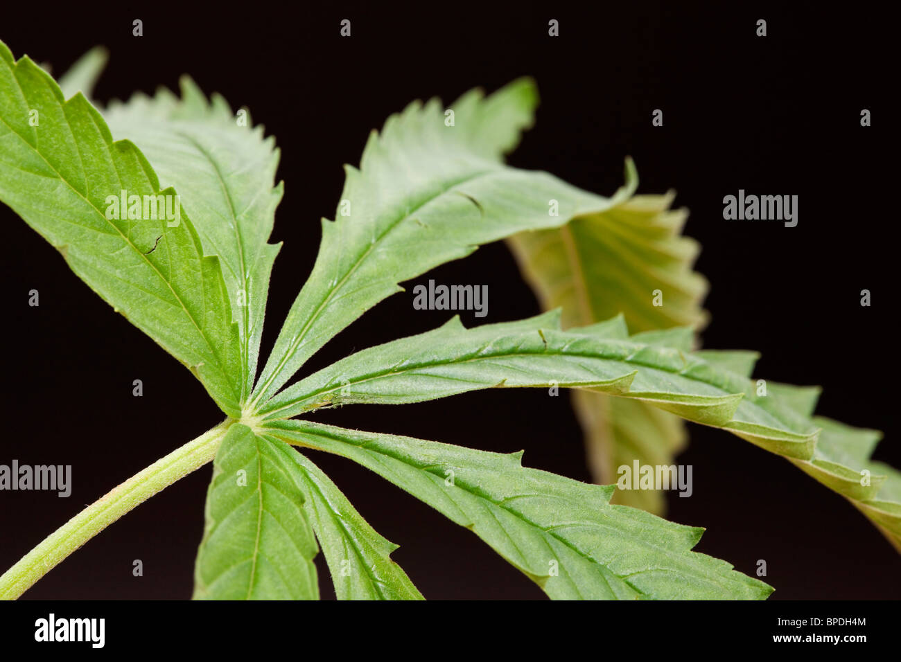 Cannabis plant; grown from bird seed Stock Photo Alamy
