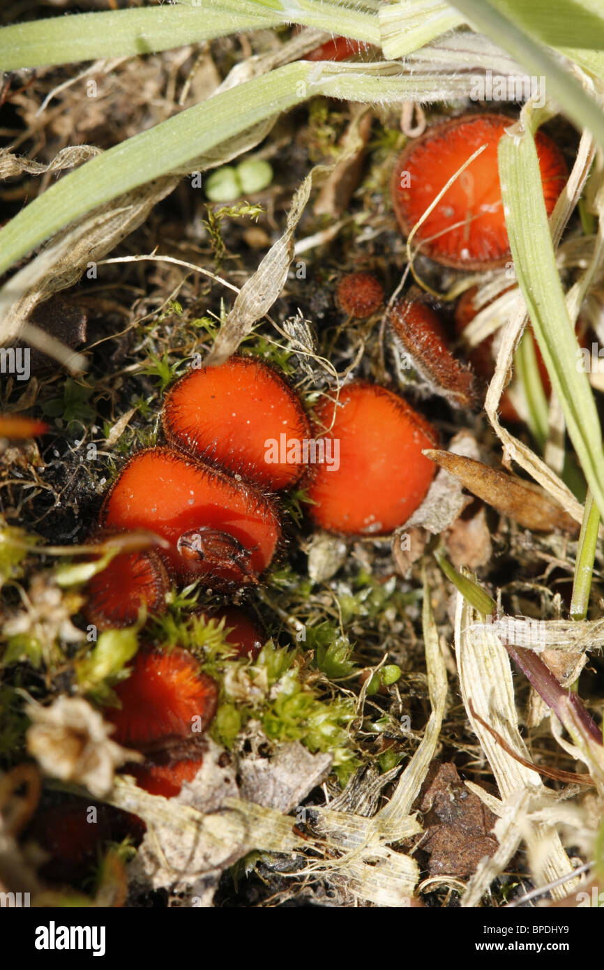 Common Eyelash Fungus Stock Photo
