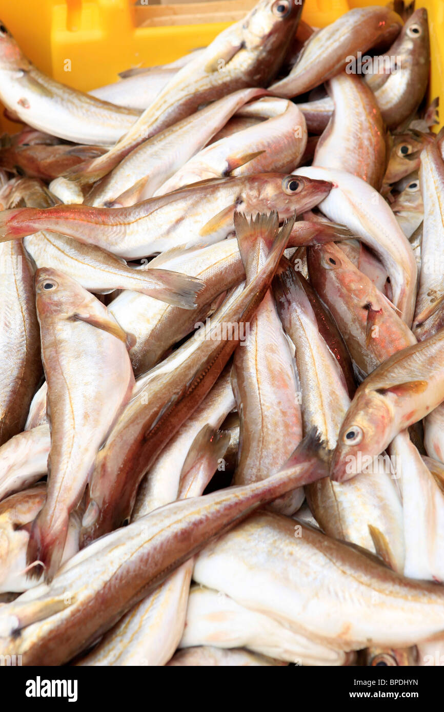 Amsterdam herring hires stock photography and images Alamy