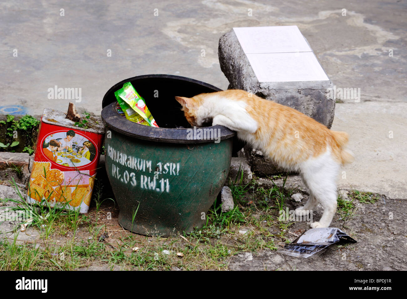 Bin cat hires stock photography and images Alamy