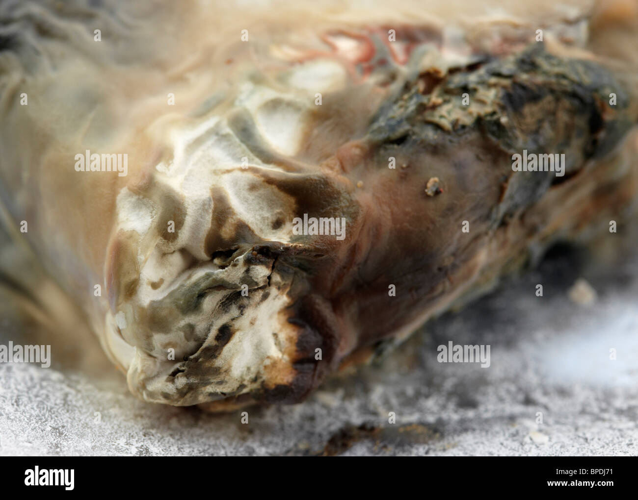 Mouldy pastry. Stock Photo