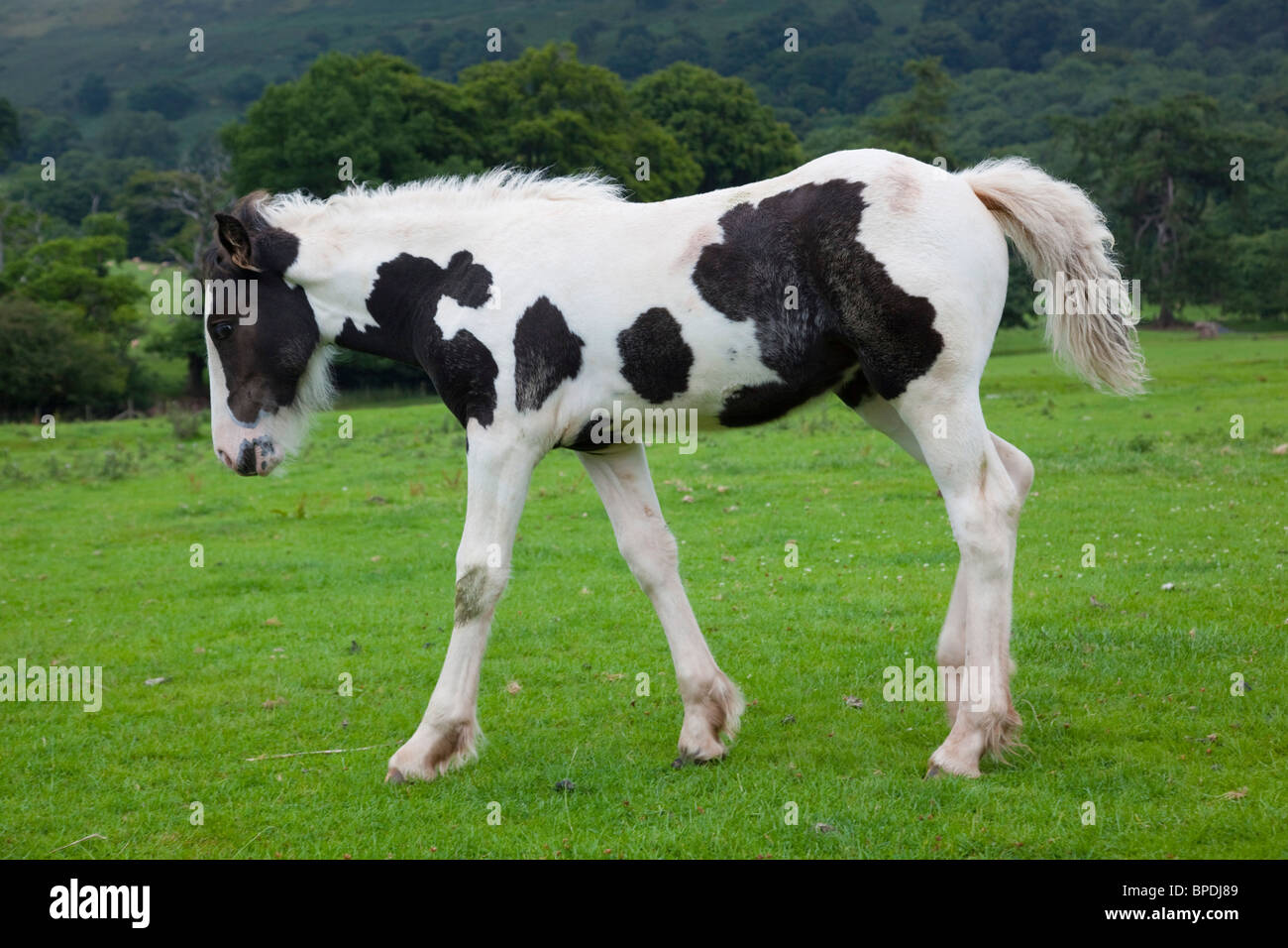 Piebald hires stock photography and images Alamy