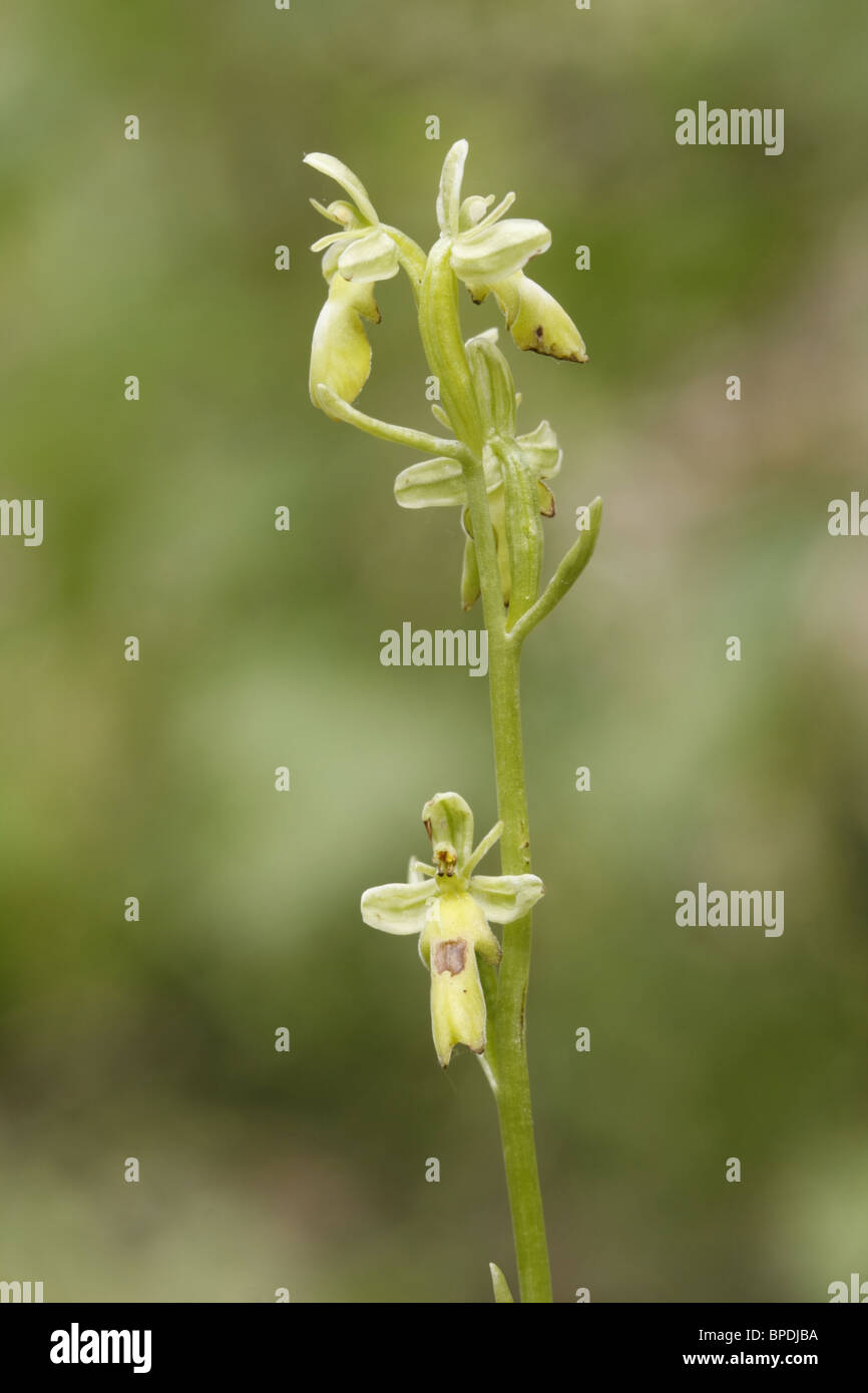 Yellow Fly Orchid Stock Photo