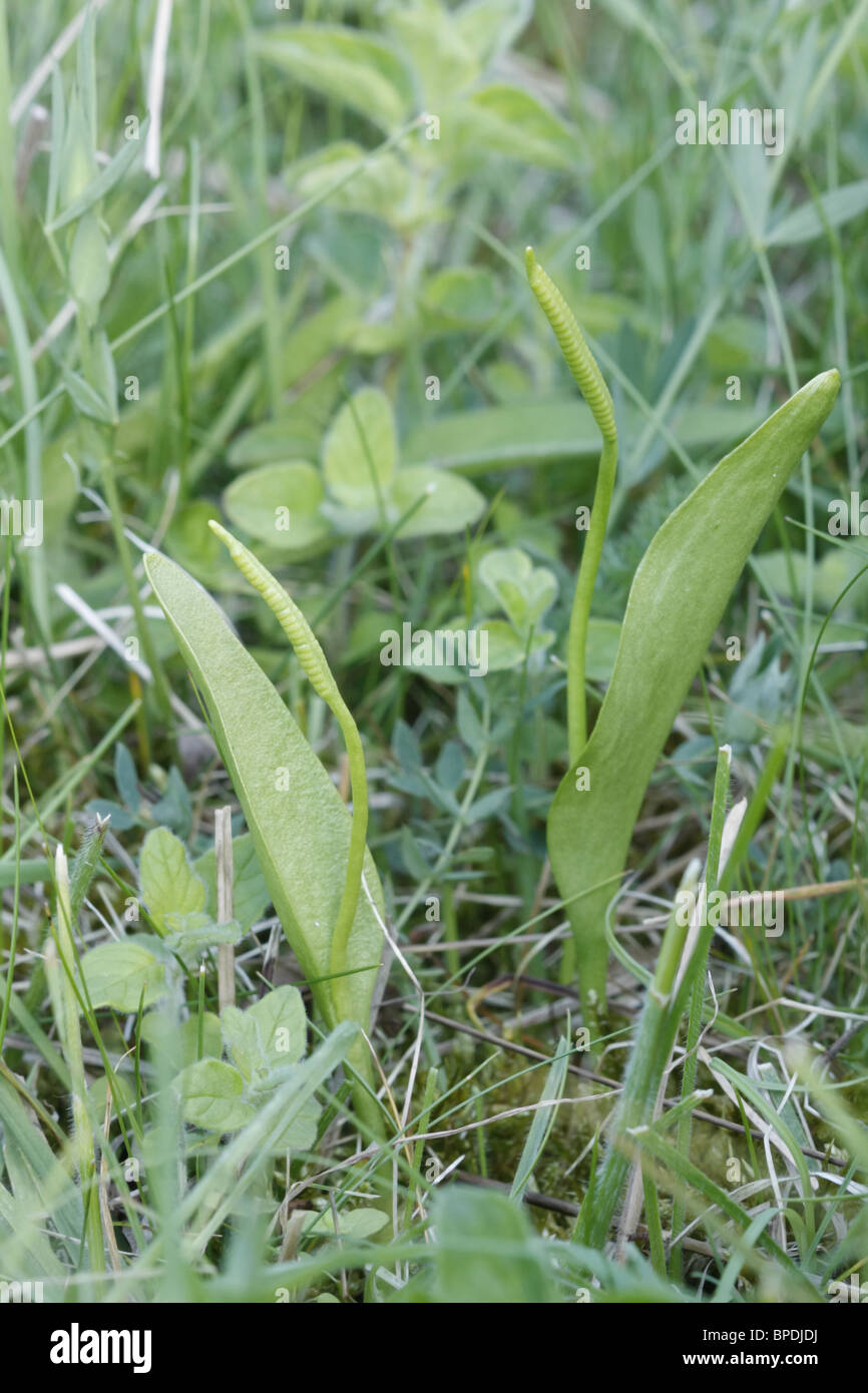 Adderstongue ferns Stock Photo