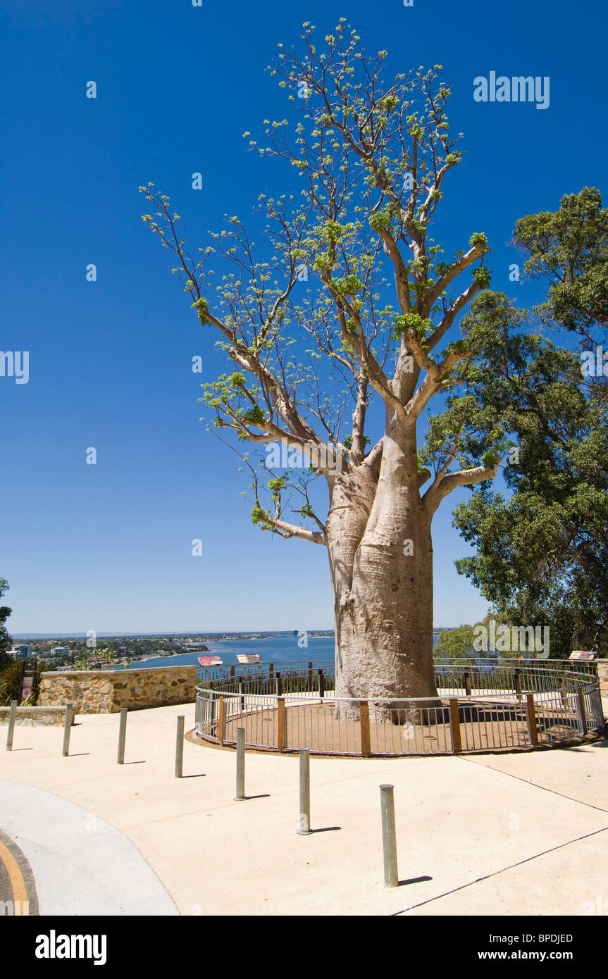 Gija Jumulu Boab Tree, Kings Park Gardens, Perth, Western Australia. Stock Photo