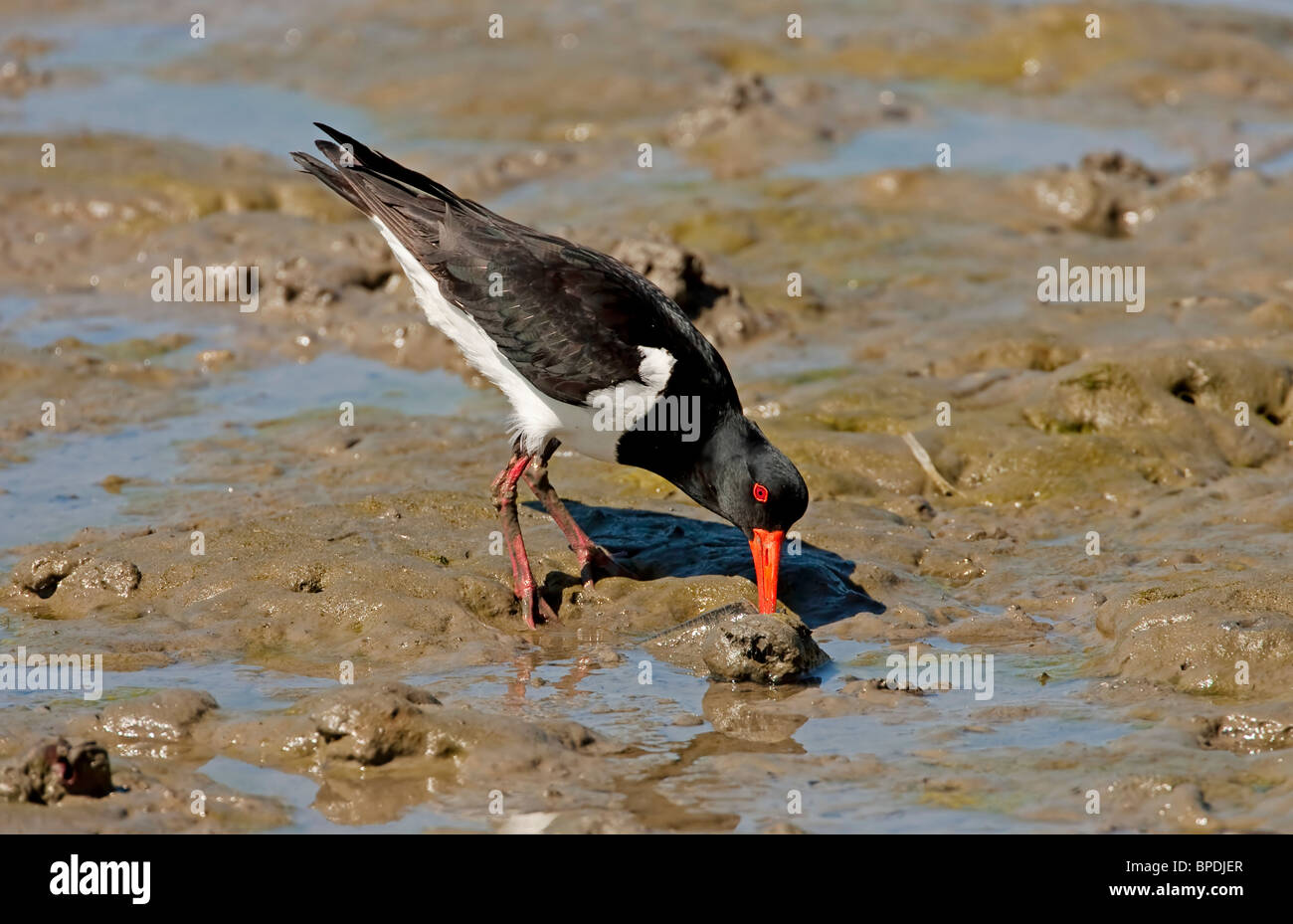 pied oystercatcher (Haematopus longirostris) feeding with beak in mud