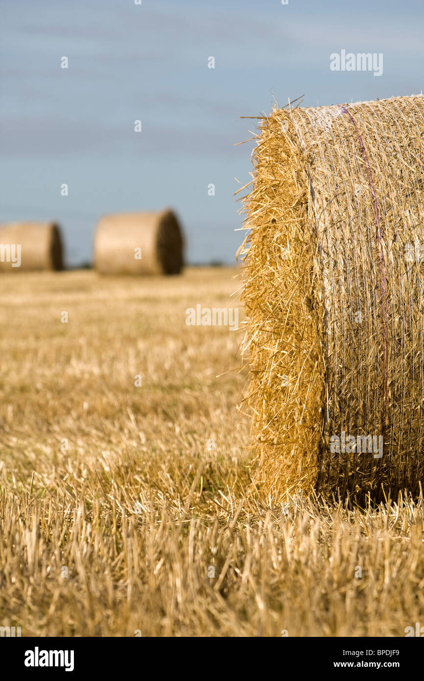 Straw round cornwall hires stock photography and images Alamy