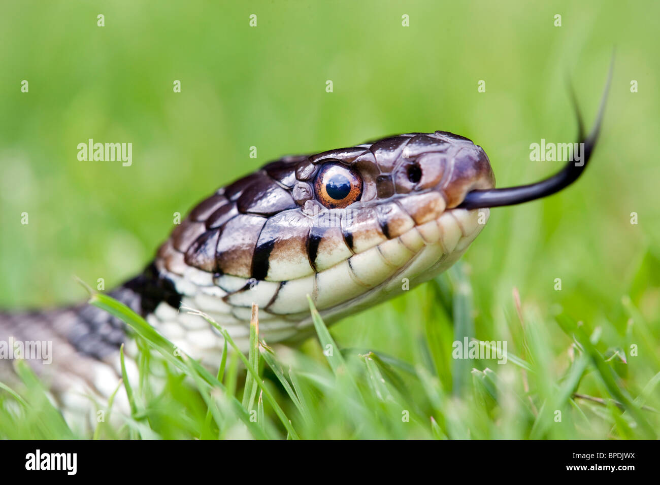 Grass Snake; Natrix natrix; flicking tongue in the grass Stock Photo