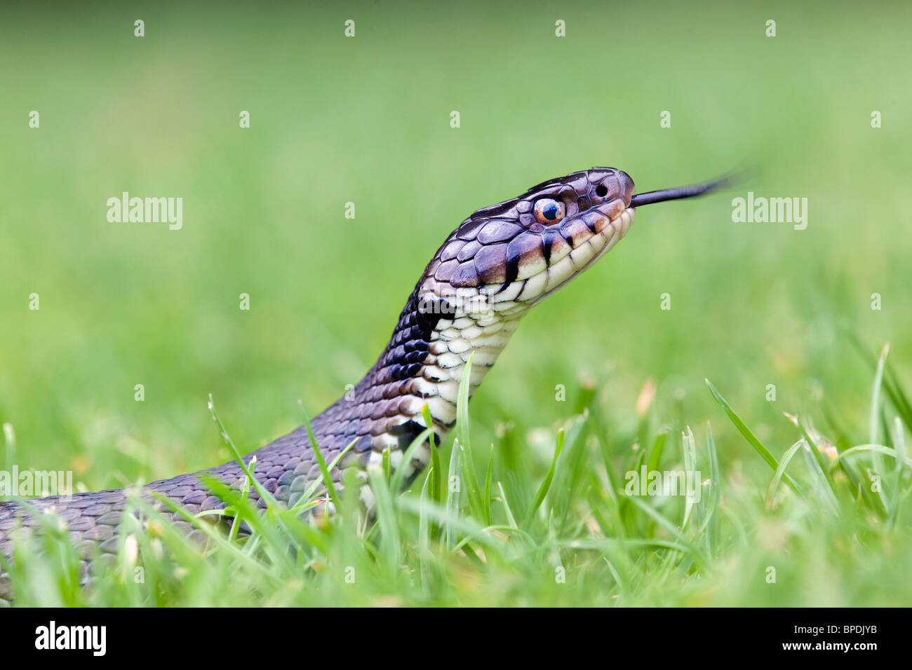 Grass Snake; Natrix natrix; flicking tongue in the grass Stock Photo
