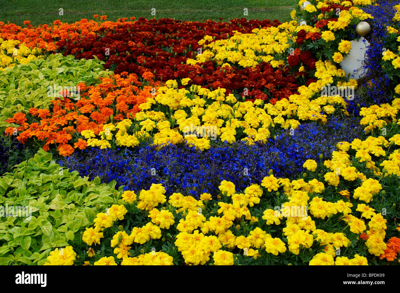 Colourful flower beds of Magnolias typical of Municipal planting Stock