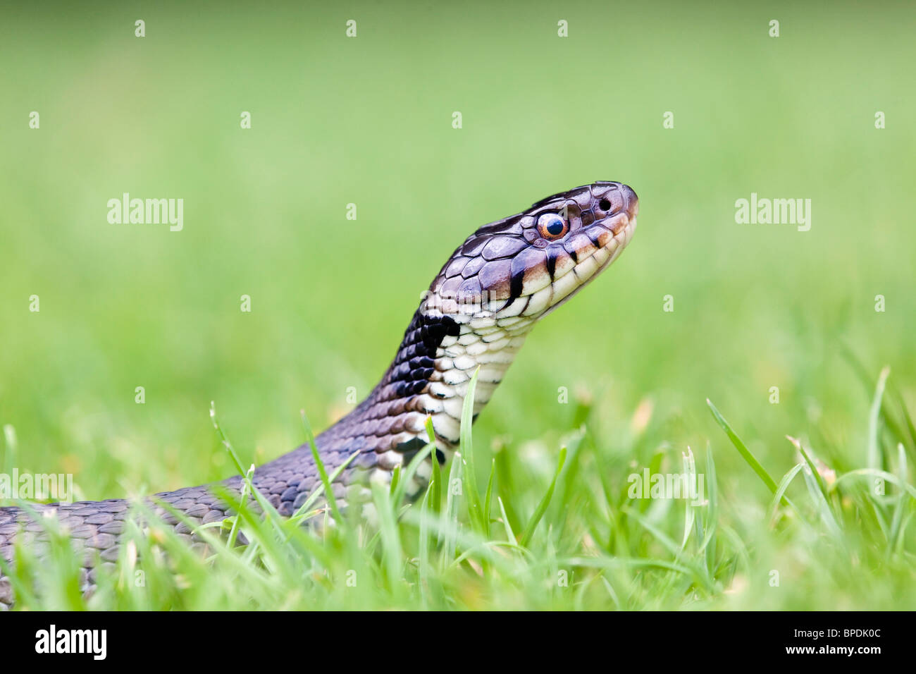 Grass Snake; Natrix natrix; Stock Photo
