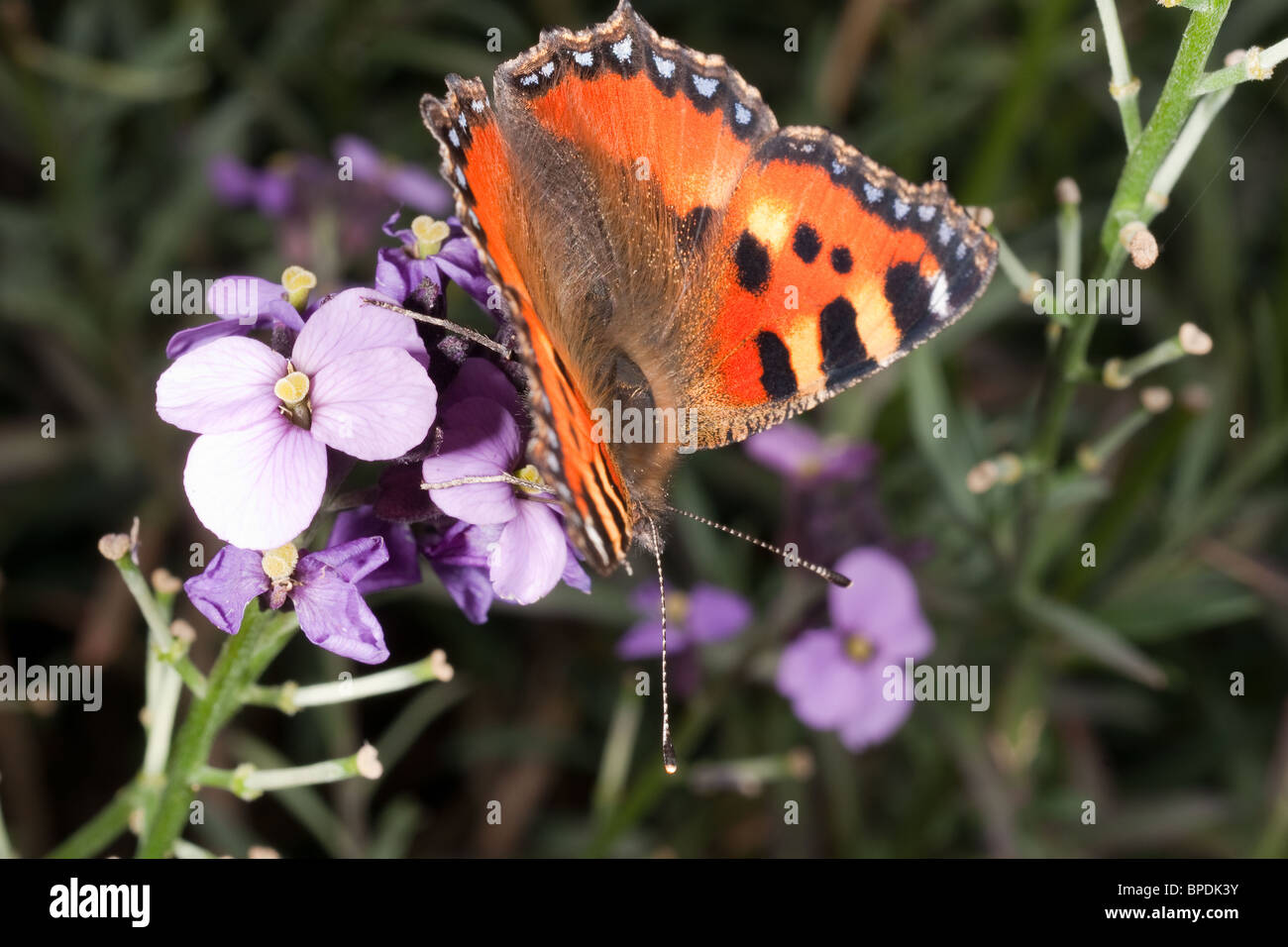 Small [Tortoiseshell Butterfly] on Bowles Mauve Eerysium linifolium Stock Photo