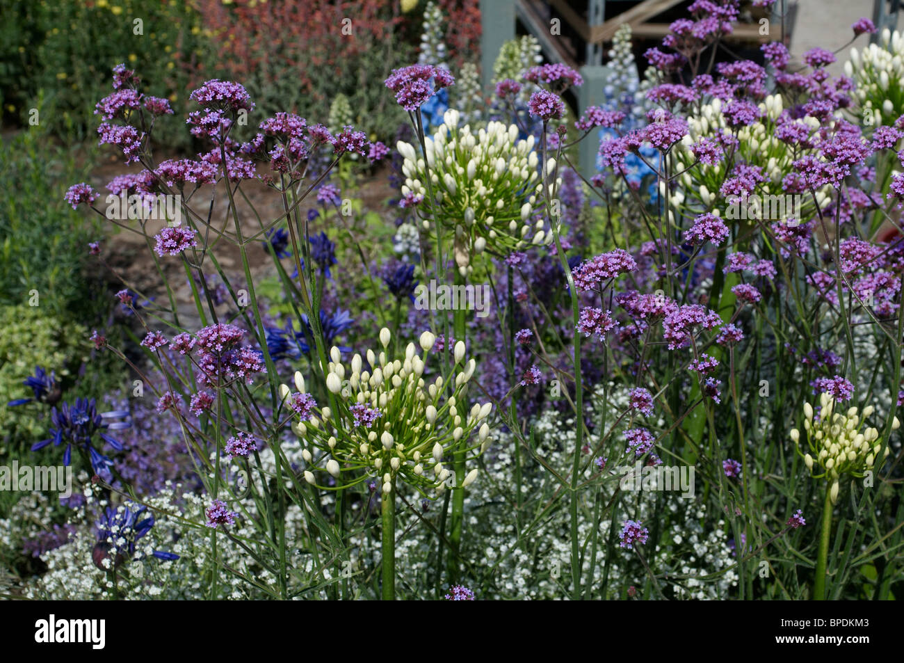 Colourful flowering border in summer with close up detail of the plants Stock Photo