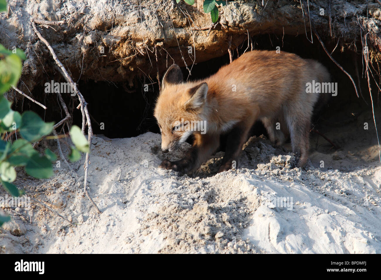 Red Fox Kit Digging at Den Entrance Stock Photo Alamy