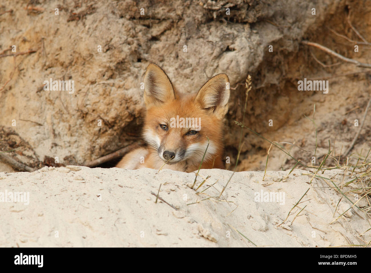 Red Fox Kit at Den Entrance Stock Photo