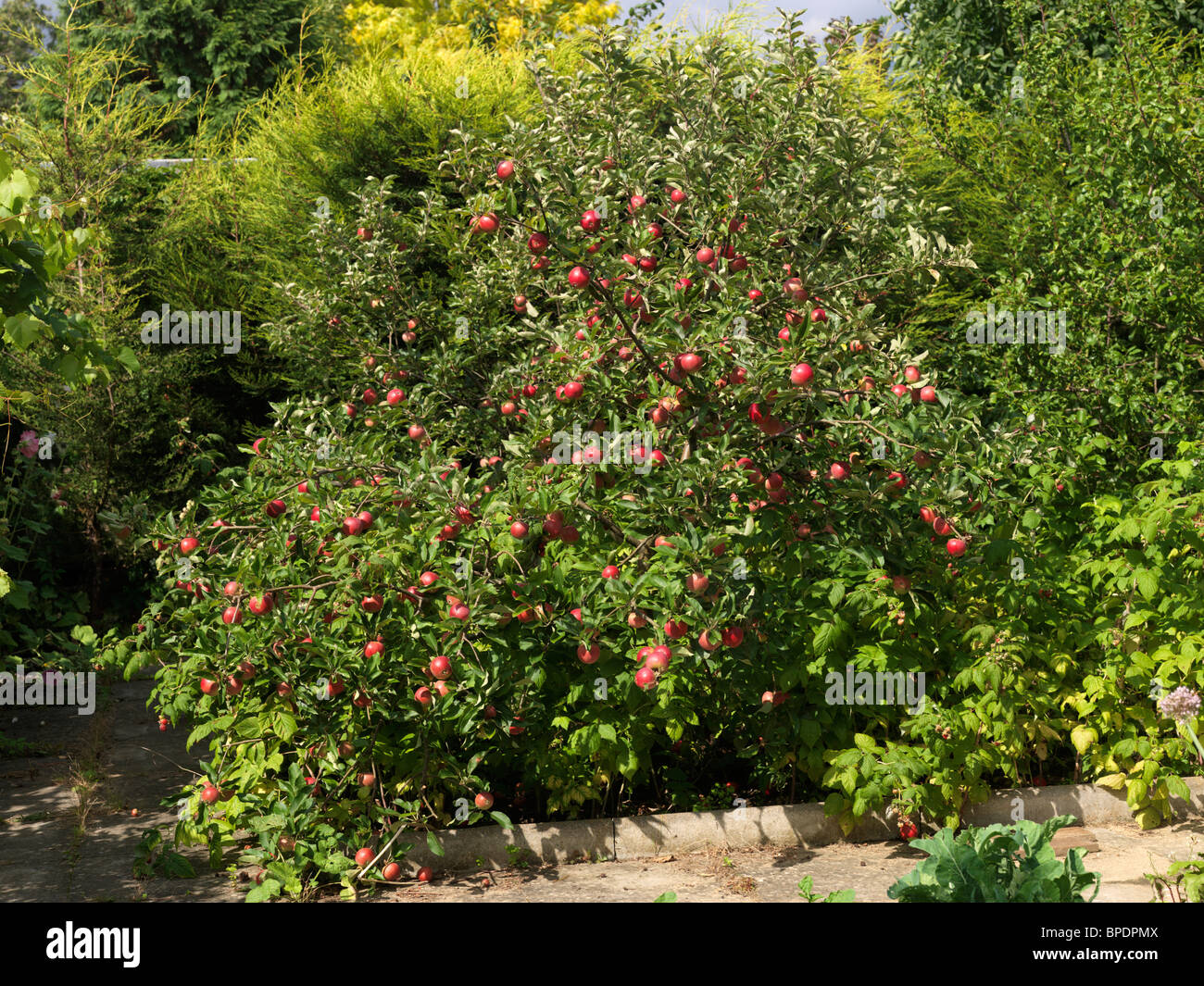 Apple Tree Growing In Garden Stock Photo