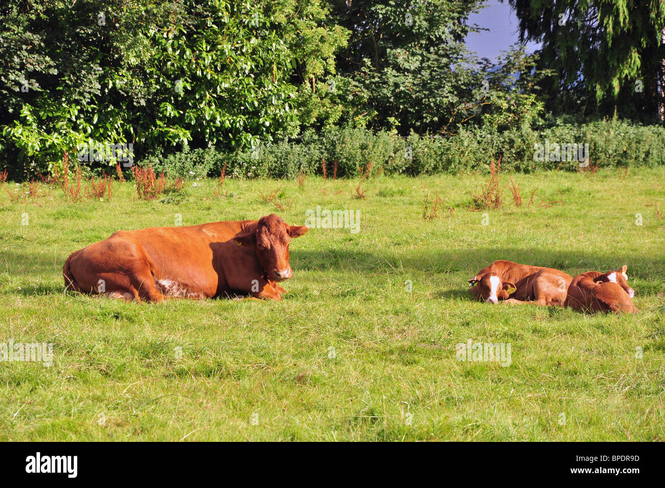 cows laying in field Stock Photo Alamy