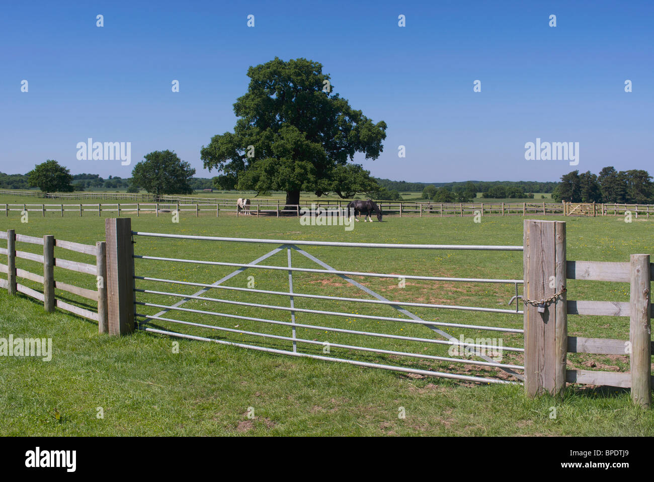 white horse in field used as paddock in a meadow Stock Photo - Alamy