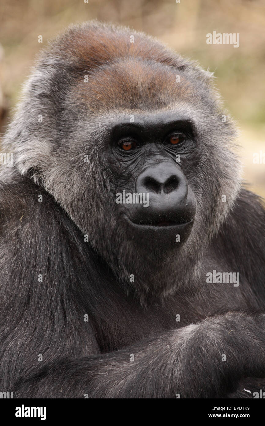 Romina, a Western Lowland Gorilla at Bristol Zoo, UK. Stock Photo