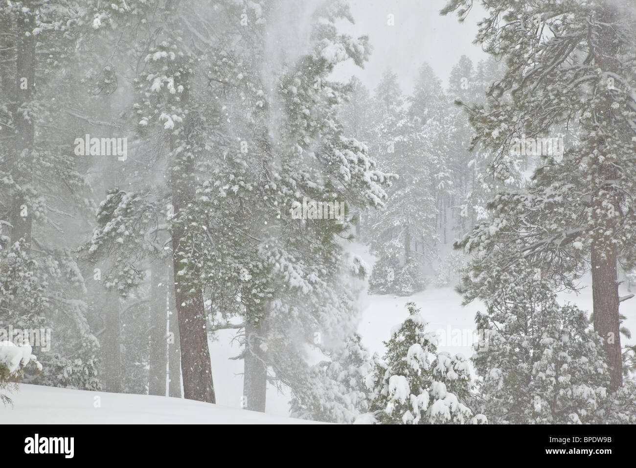 Ponderosa pine forest during February snowstorm in Fay Canyon, Flagstaff, Arizona, TomBean Pix 1926 Stock Photo