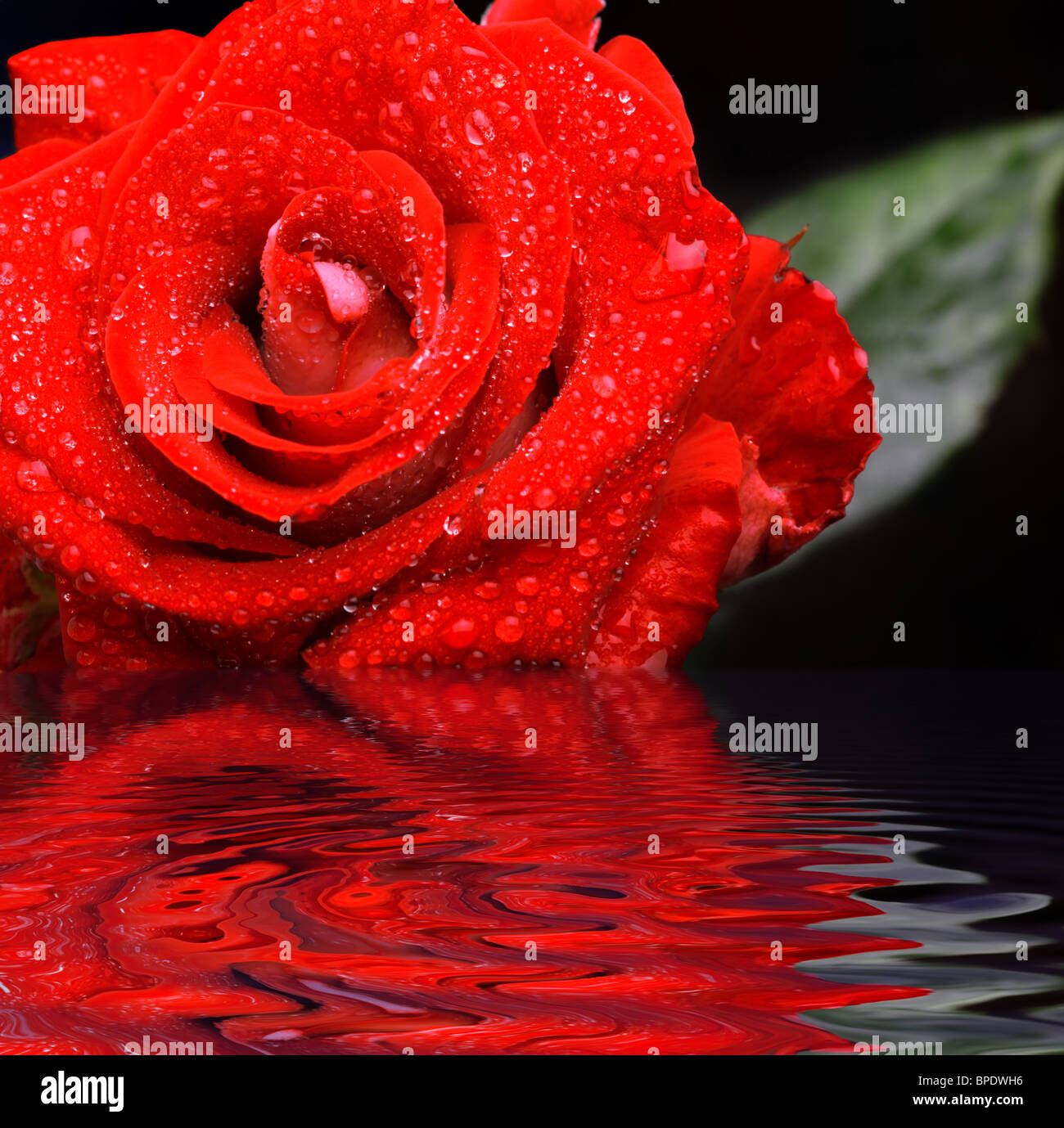 Red rose with water droplets reflected in water Stock Photo - Alamy