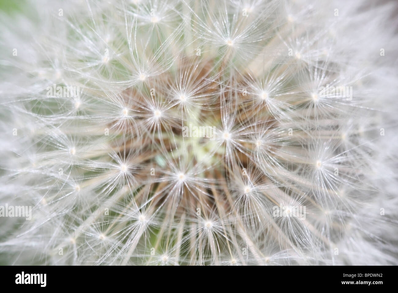 Close-up of dandelion seeds Stock Photo