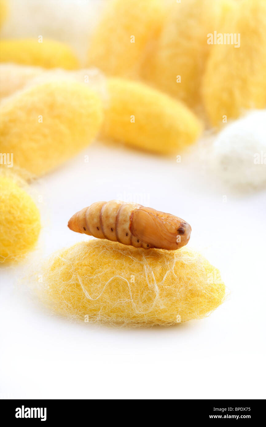 chrysalis silkworm up over silk worm cocoon Stock Photo Alamy