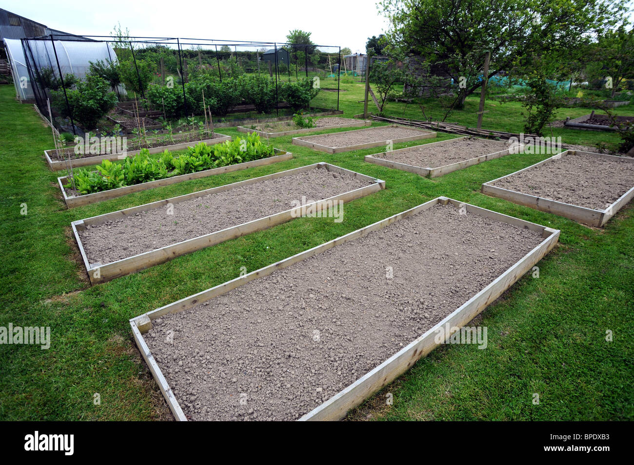 Neat and tidy raised gowing beds on an allotment in sussex Stock Photo Alamy