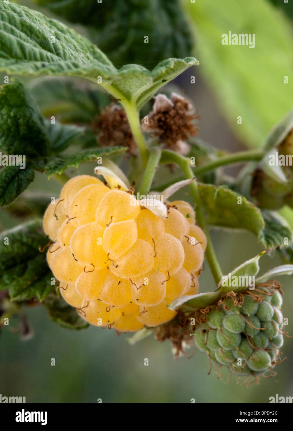 Yellow raspberry (Rubus sp.) grown on the ranch of Russell Gordon and ...