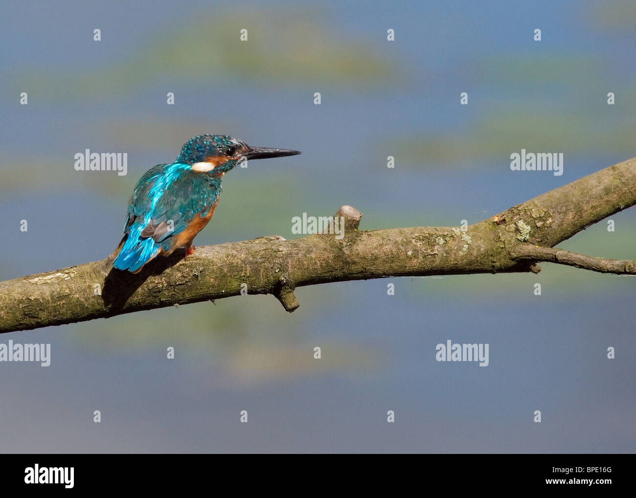 Kingfisher, Alcedo atthis, photographed at Mere Sands Wood Wildlife Trust nature reserve near Rufford. Stock Photo