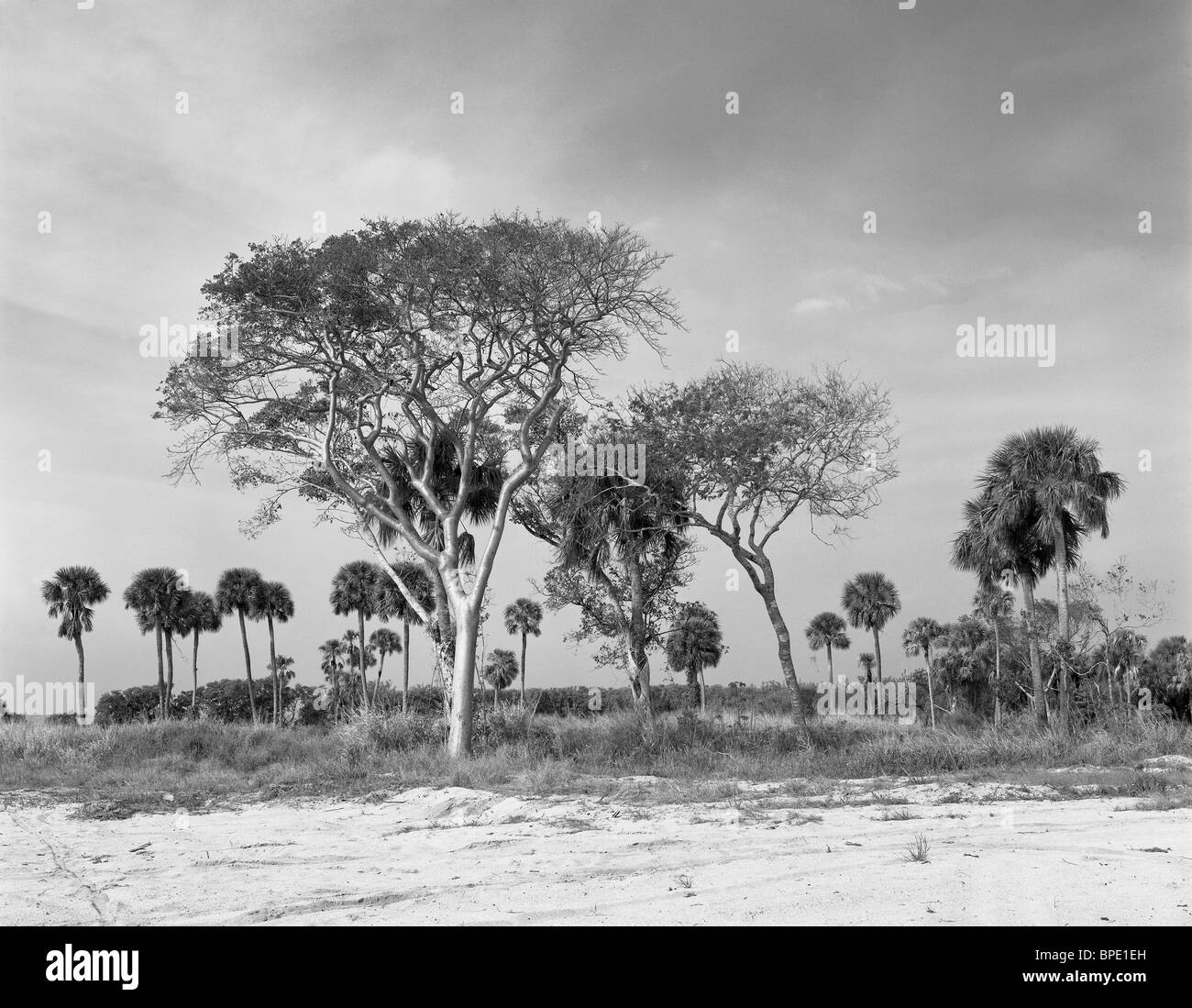 Photography copyright (c) 2005, Michael E. Burke Stock Photo Alamy