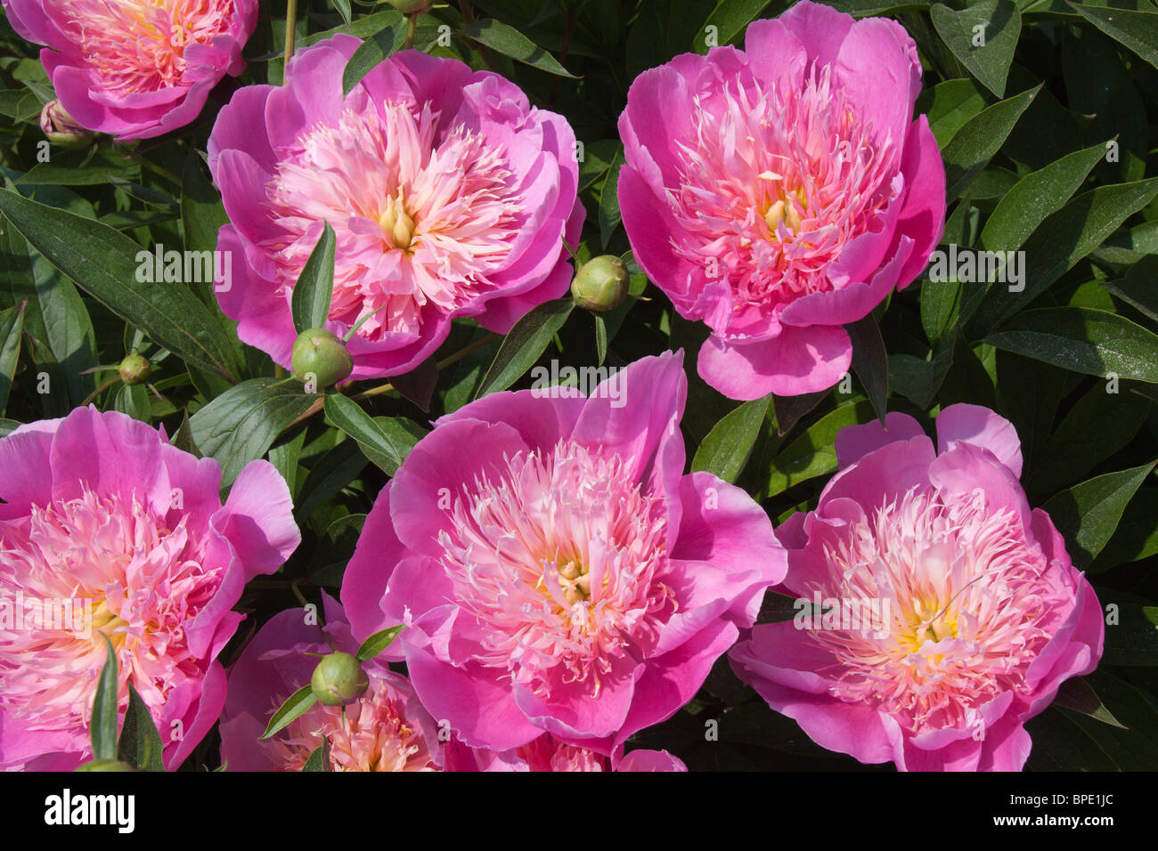 Peonies in bloom at the Matthaie Botanical Garden and Nichols Arboretum, University of Michigan, Ann Arbor, Michigan, USA Stock Photo