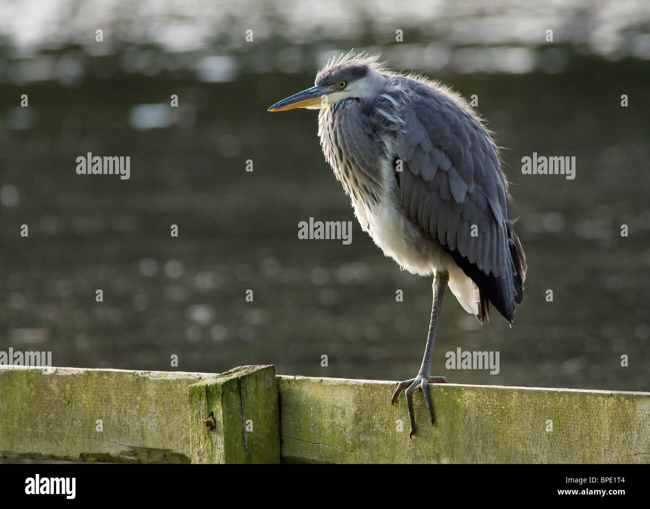 juvenile Grey Heron Ardea cinerea photographed at Stanley Park heronry