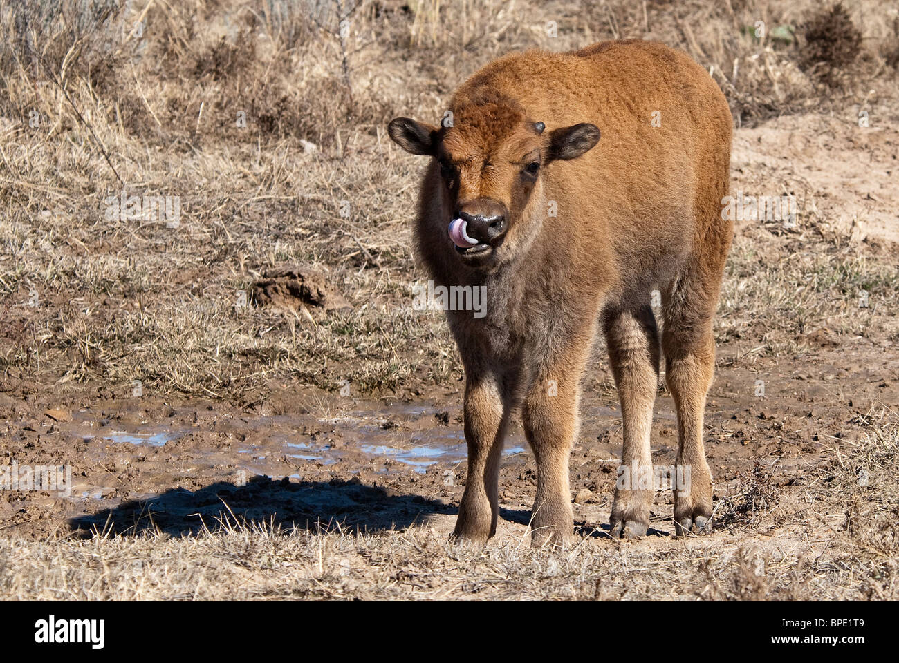 American Bison Bison bison Sandsage Bison Range Wildlife Area Kansas