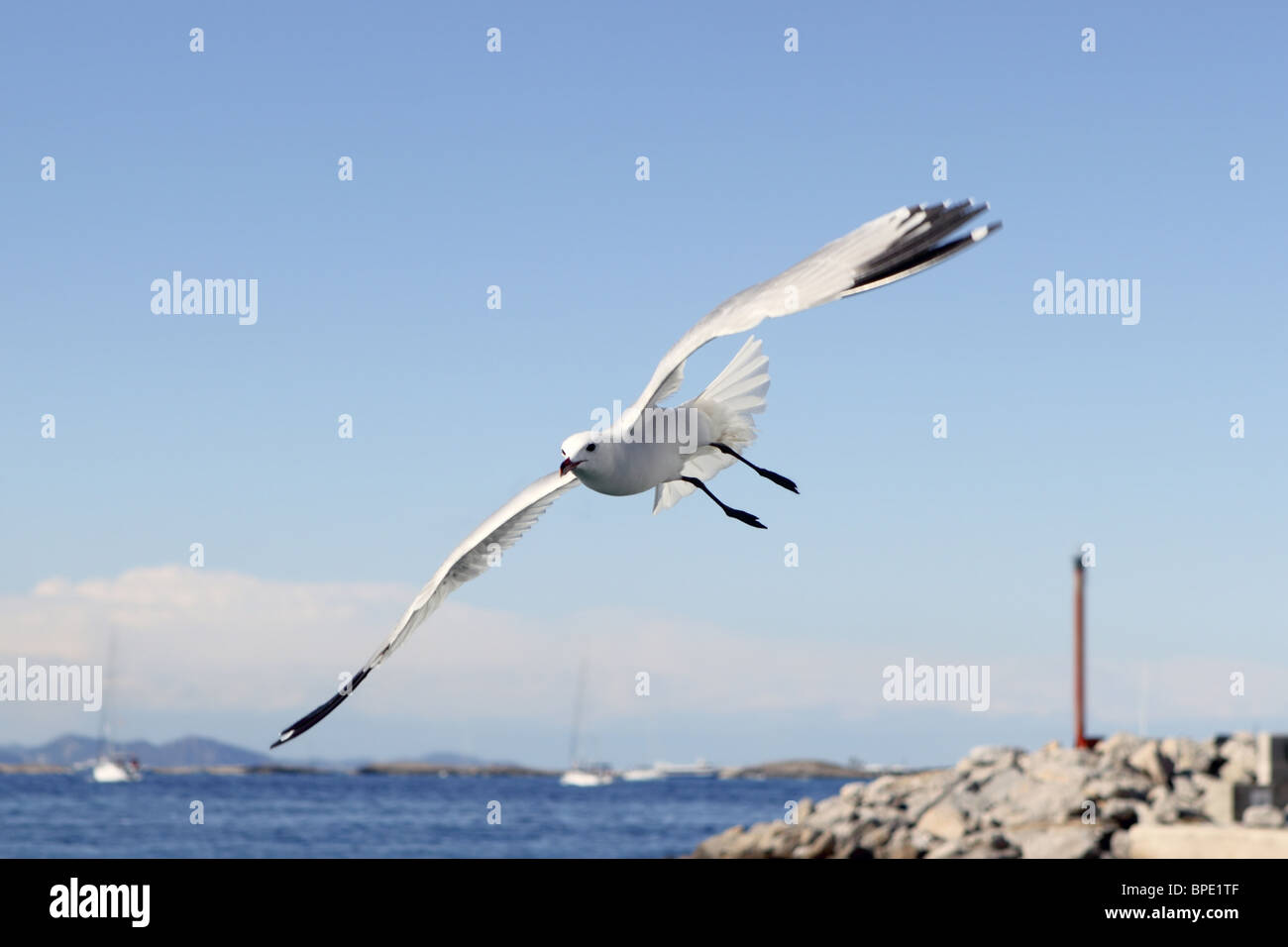 flying seagulls on Formentera port summer balearic islands Stock Photo
