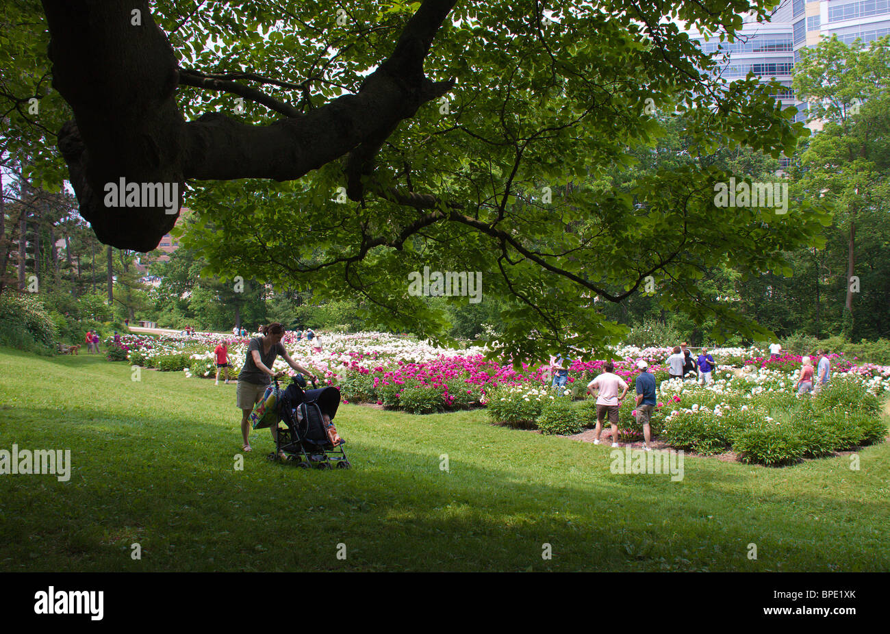 Peonies in bloom, University of Michigan Nichols Arboretum and Matthaie Botanical Garden, Ann Arbor, Michigan Stock Photo