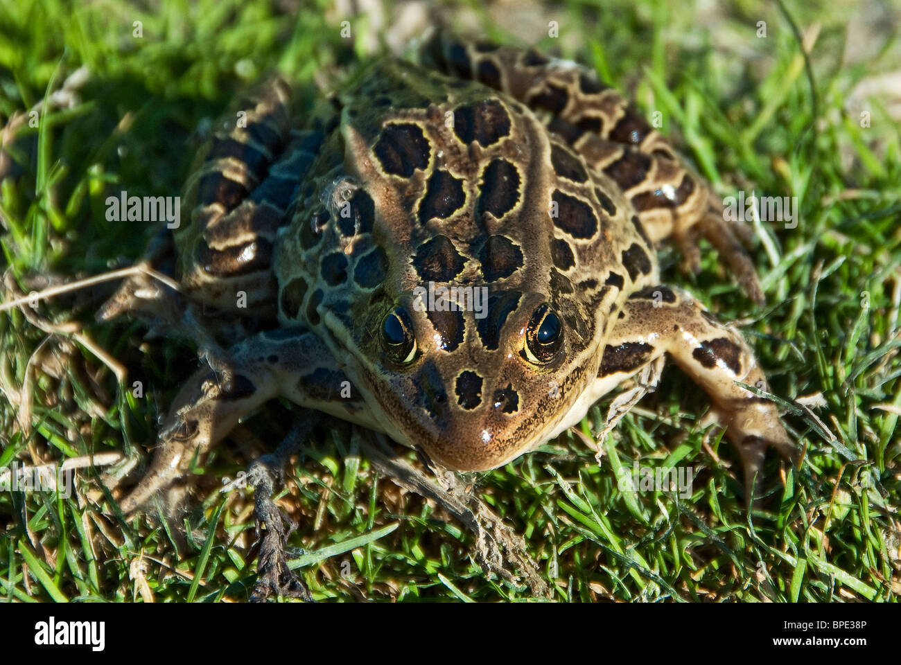 Quanicassee hires stock photography and images Alamy