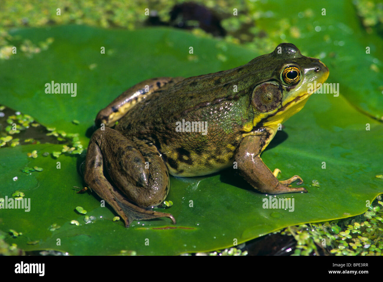 Green Frog Rana clamitans sitting on Water Lily pad Nymphaea odorata E USA Stock Photo