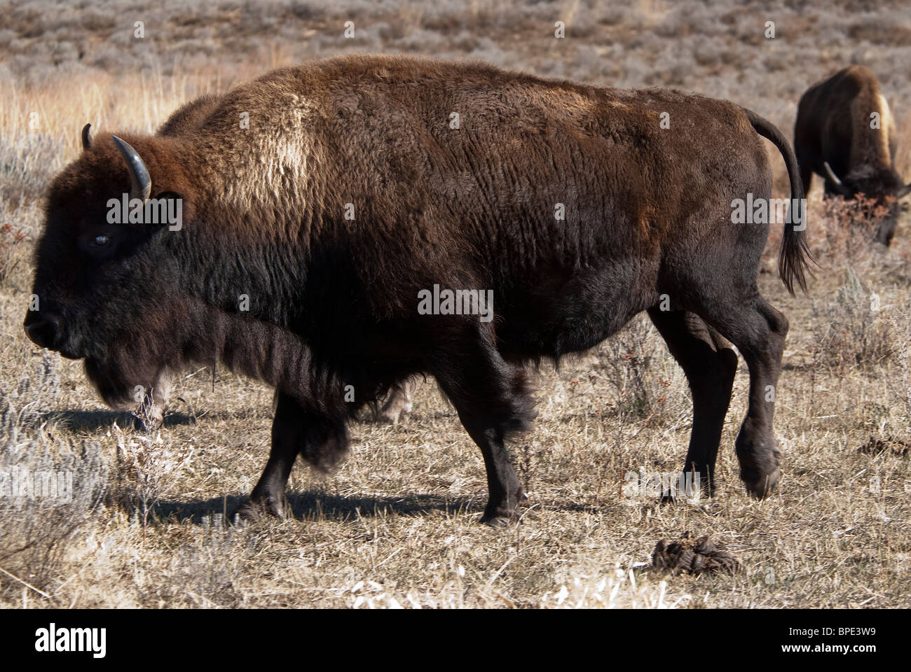 American Bison Bison bison Sandsage Bison Range Wildlife Area Kansas