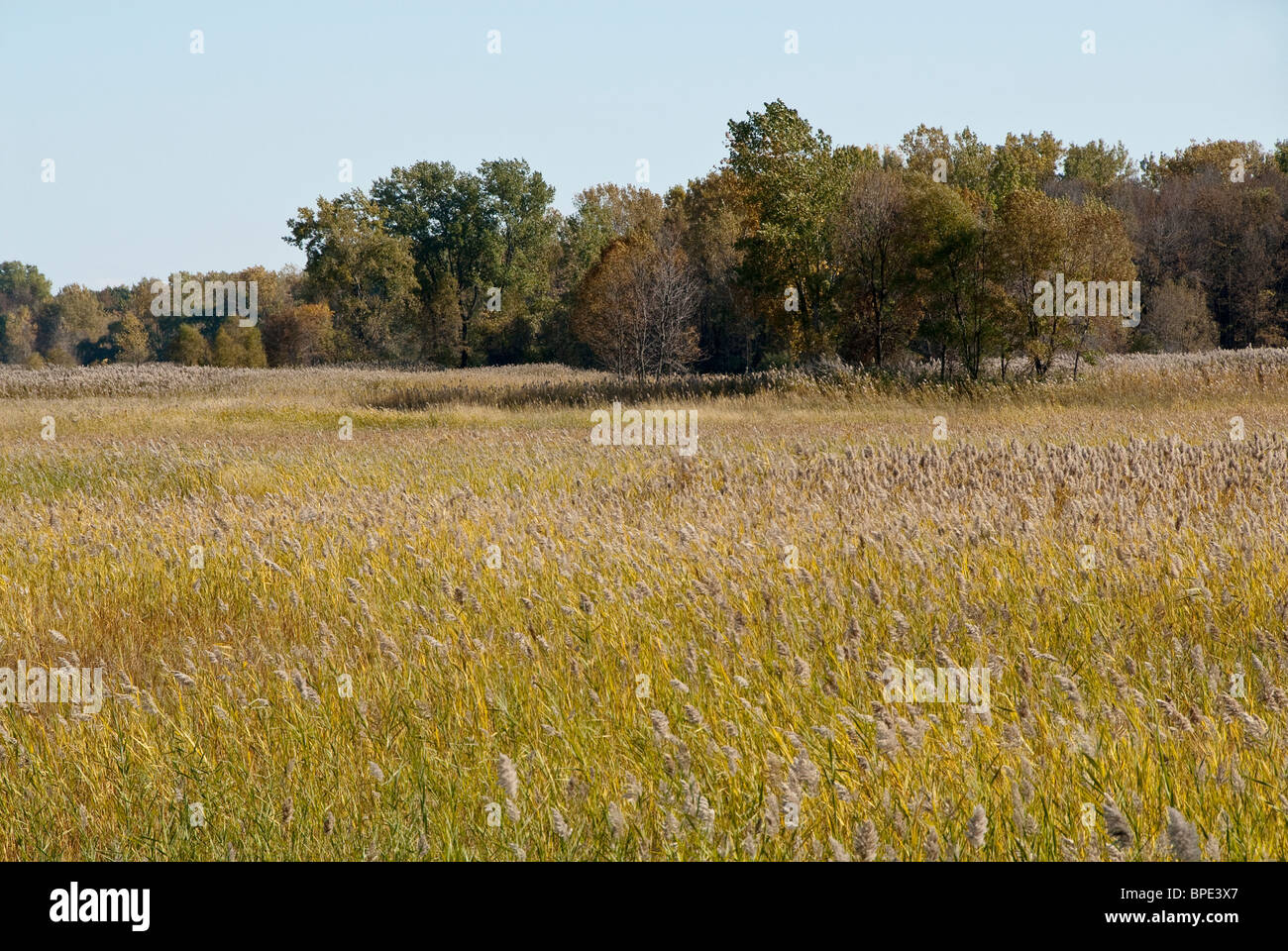 Quanicassee hires stock photography and images Alamy