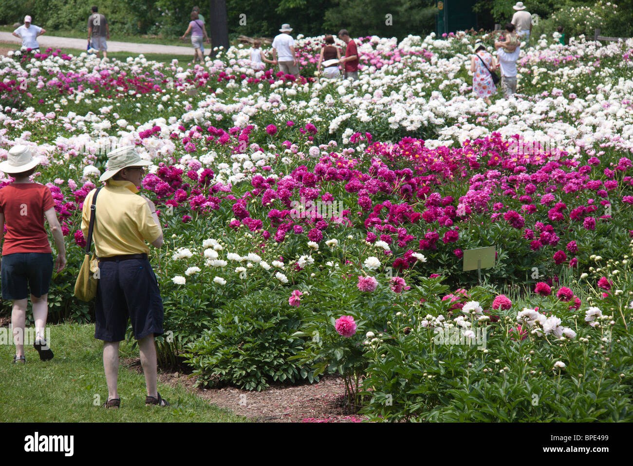Peonies In Bloom At The Matthaie Botanical Garden And Nichols