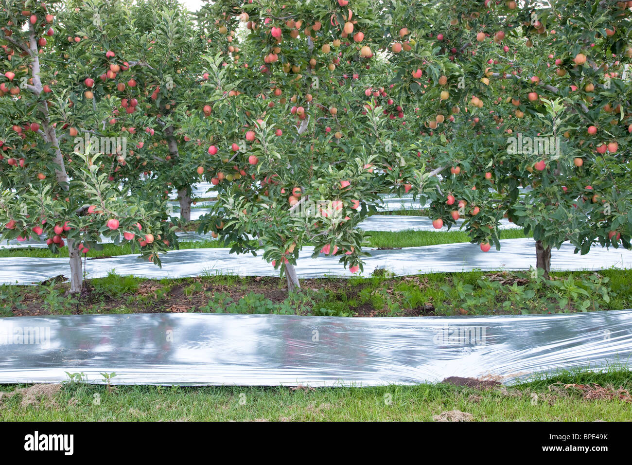 Apple  'Gala' orchard, reflective Mylar. Stock Photo