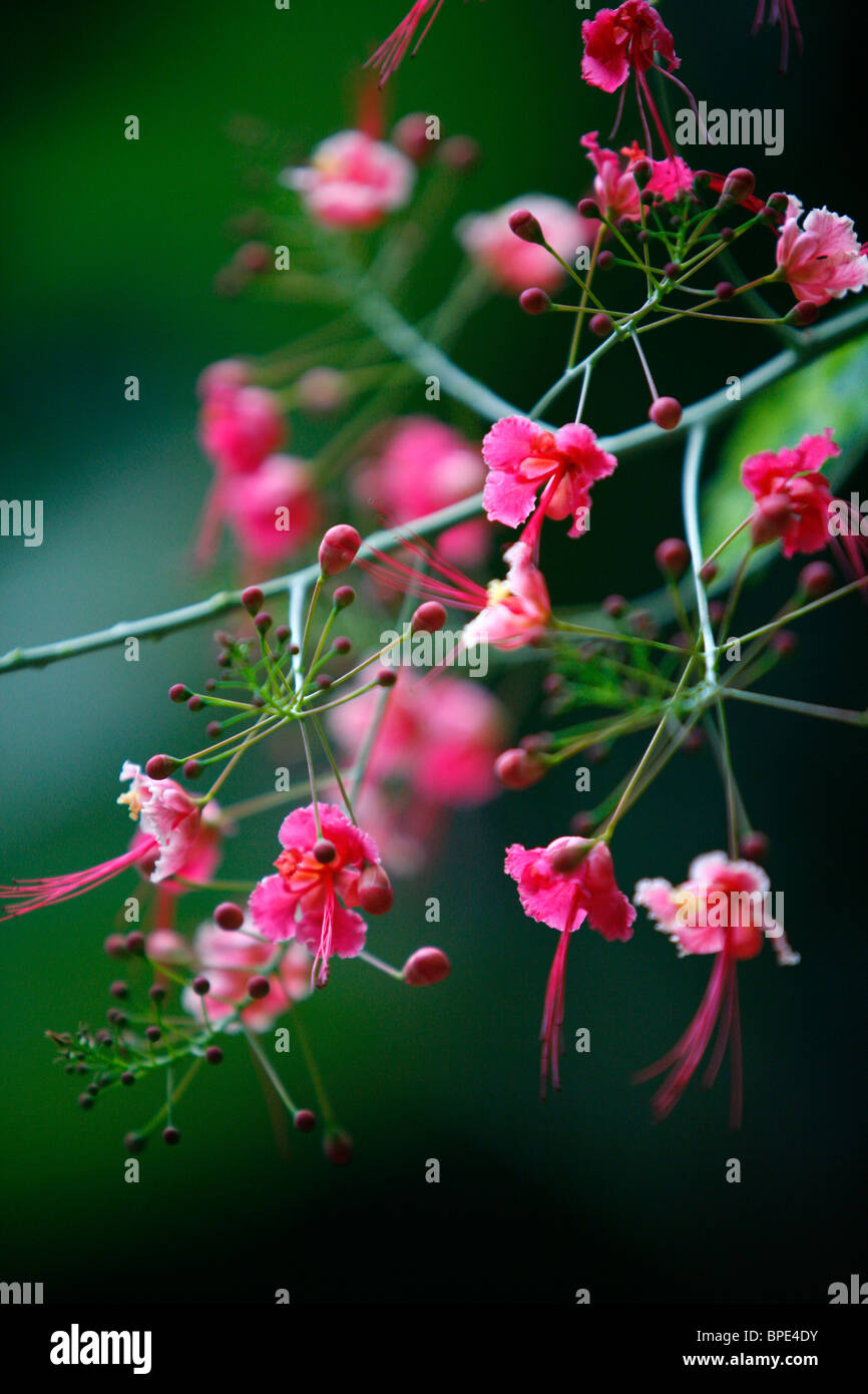 Flowers at the historical centre (cidade alta) of Porto Seguro, Bahia, Brazil Stock Photo