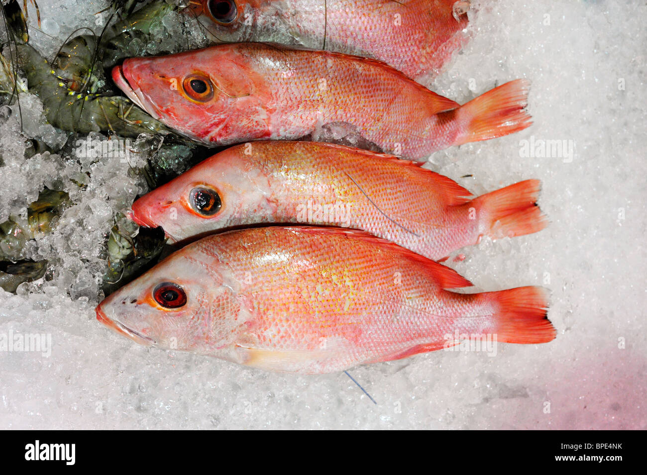 fresh red snapper fish on ice for at tourist restaurant in legian street Stock Photo - Alamy