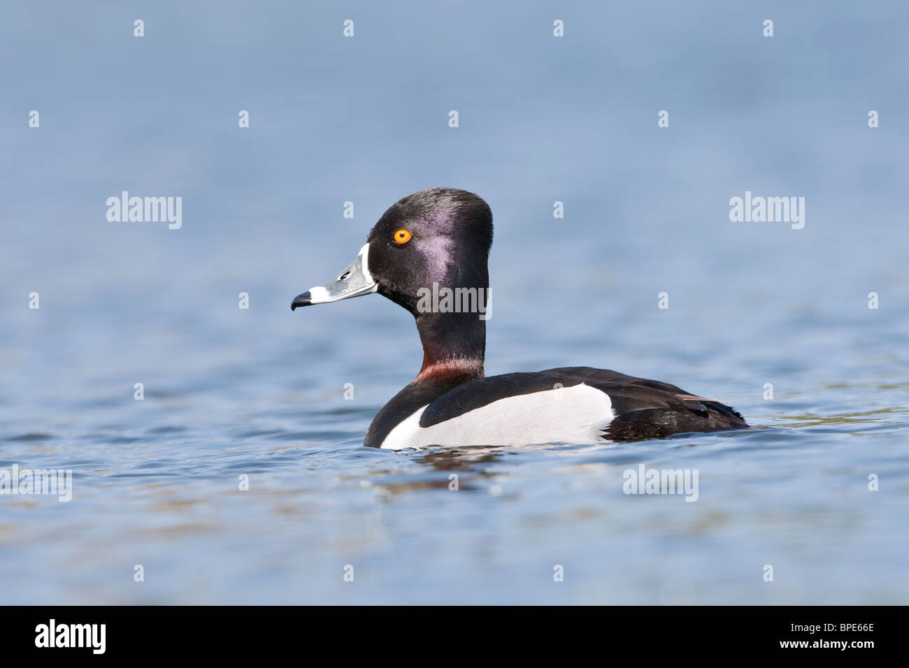 Ring necked Duck shows its' Ringneck Stock Photo