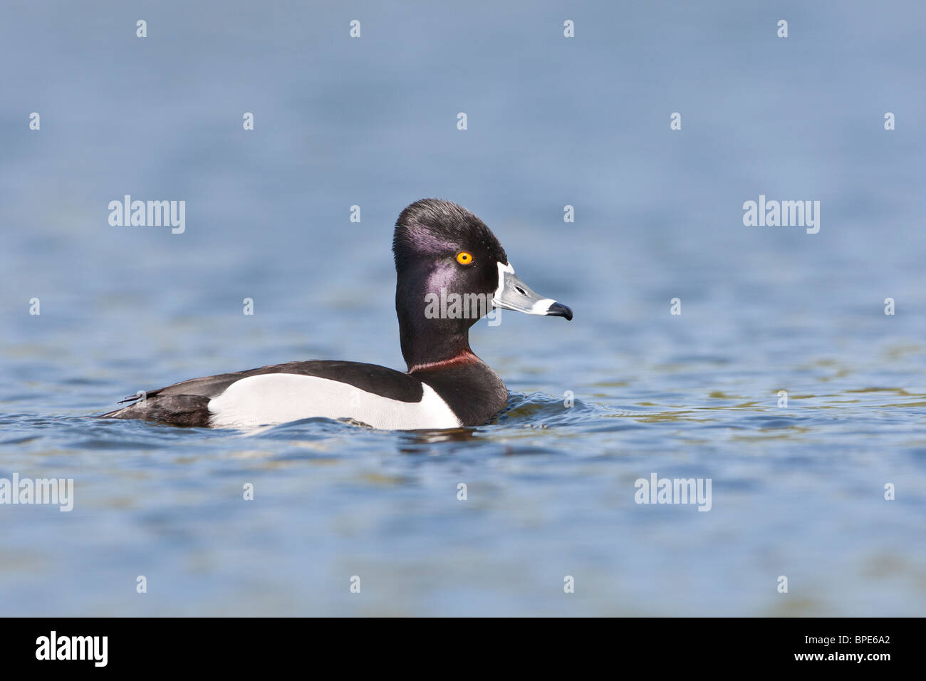 Ring-necked Duck showing its' Neck Ring Stock Photo