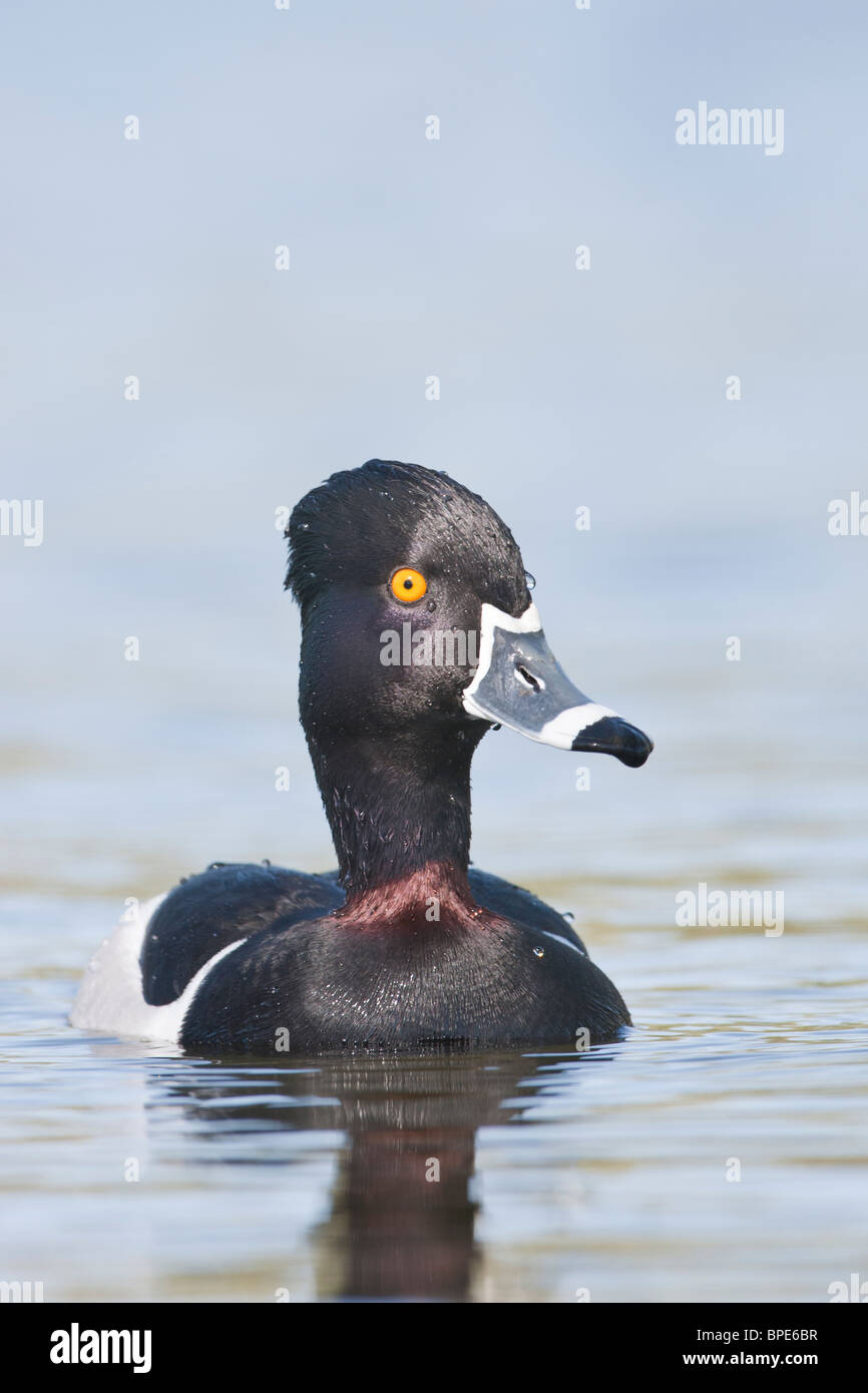 Ring-necked Duck - Vertical Stock Photo