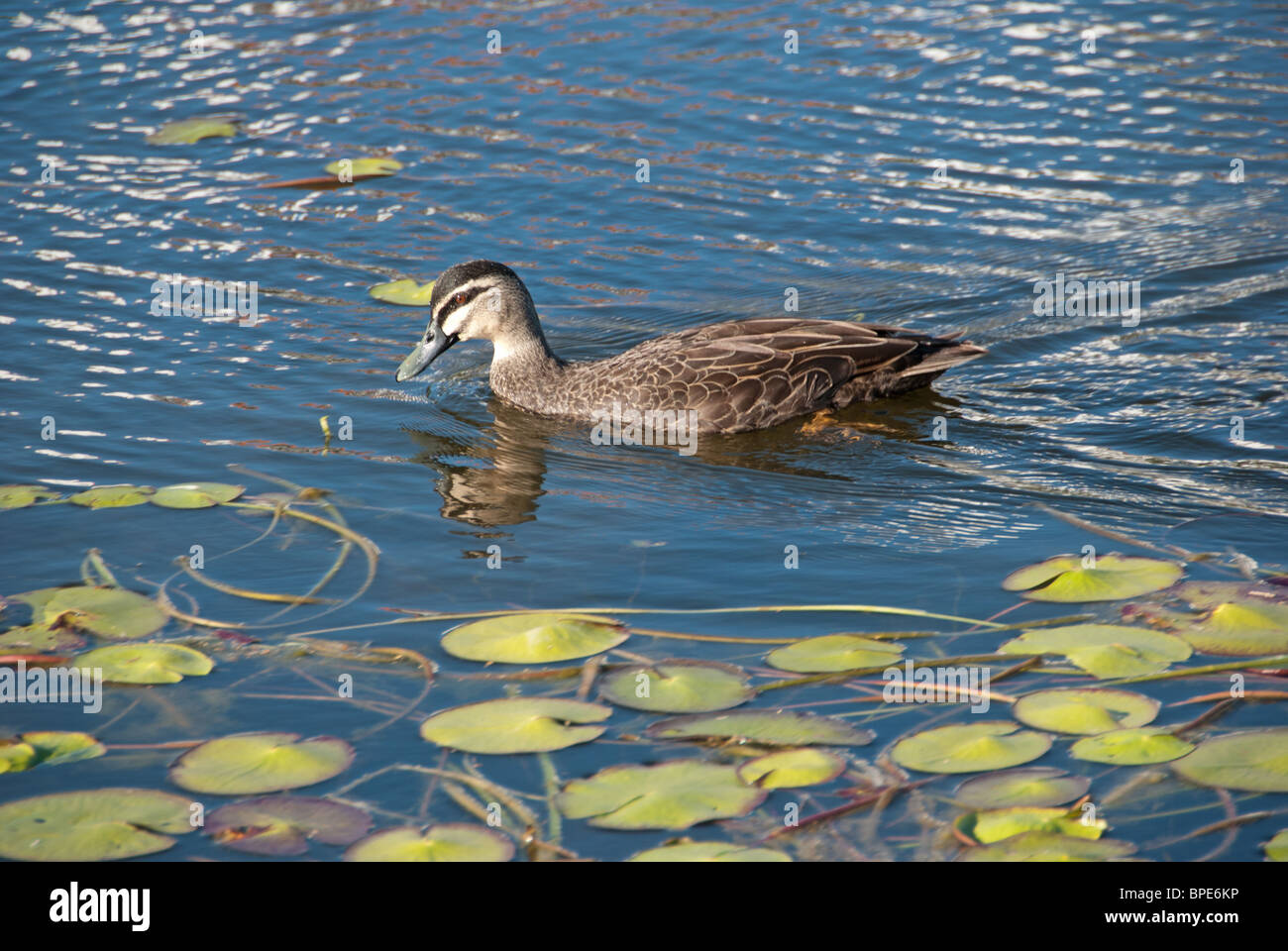 Balanced Diet Pacific Black Duck although being mainly vegetarian